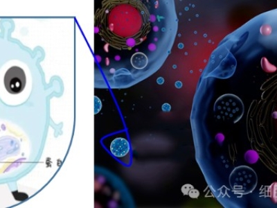 什么是外泌體？外泌體在疾病治療和醫(yī)療美容中的應(yīng)用與前景