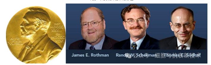 2013年諾貝爾生理學(xué)或醫(yī)學(xué)獎獲得者